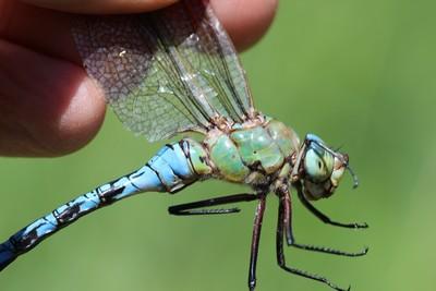Anax imperator